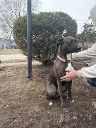 Found/Stray Female Dog last seen Scott Ave. , Des Moines, IA 50317