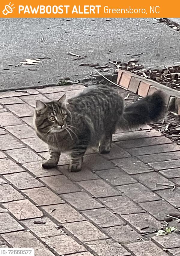 Found/Stray Unknown Cat last seen Tower Drive-Madison Woods, Greensboro, NC 27410
