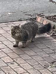 Found/Stray Unknown Cat last seen Tower Drive-Madison Woods, Greensboro, NC 27410