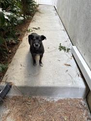 Found/Stray Male Dog last seen 14th street and Carlyle , Santa Monica, CA 90403