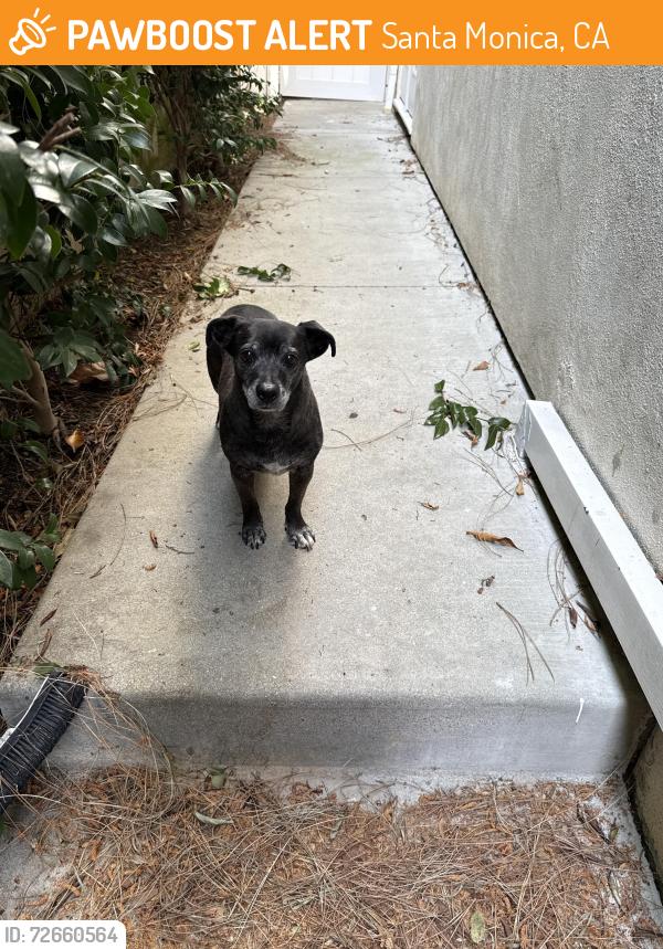 Found/Stray Male Dog last seen 14th street and Carlyle , Santa Monica, CA 90403