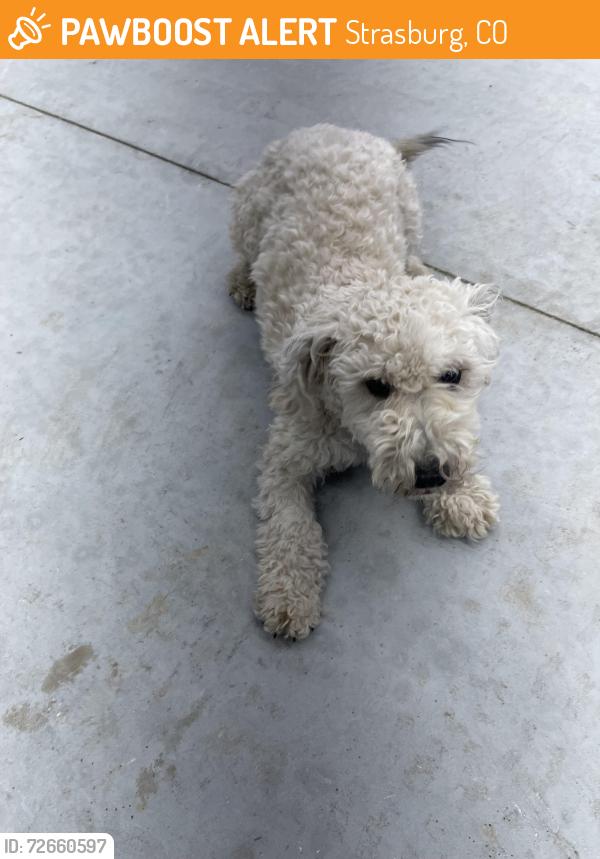 Found/Stray Female Dog last seen Five Acre Park, Strasburg, CO 80136