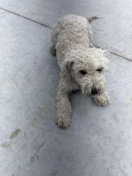 Found/Stray Female Dog last seen Five Acre Park, Strasburg, CO 80136