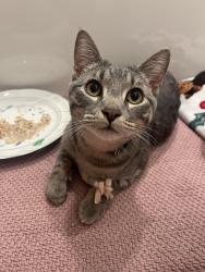 Found/Stray Male Cat last seen Decatur & West Holden Pl, Denver, CO 80204