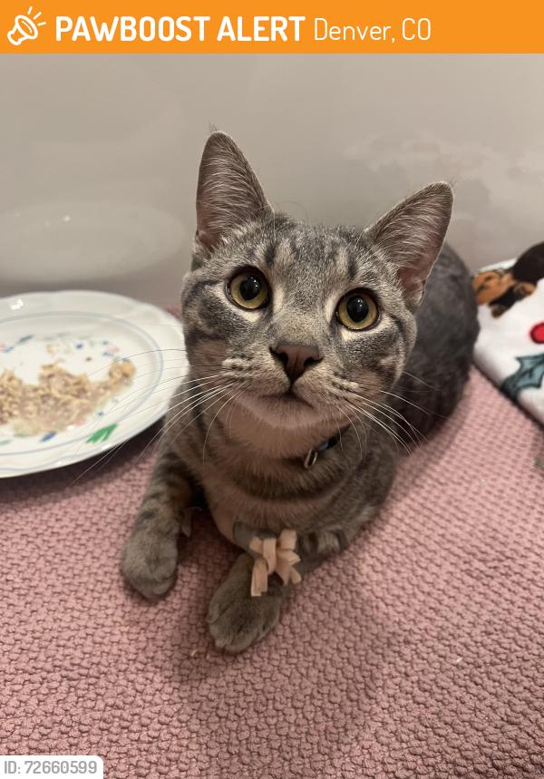 Found/Stray Male Cat last seen Decatur & West Holden Pl, Denver, CO 80204