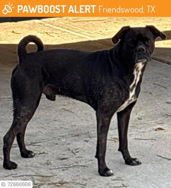 Found/Stray Male Dog last seen FM 528, Friendswood, TX 77546