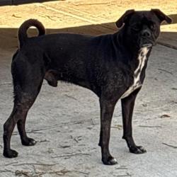 Found/Stray Male Dog last seen FM 528, Friendswood, TX 77546