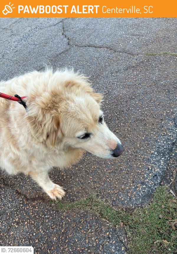 Found/Stray Male Dog last seen Chestnut Blvd / Quick Point / Centerville Road, Centerville, SC 29625