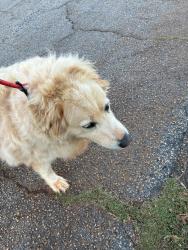 Found/Stray Male Dog last seen Chestnut Blvd / Quick Point / Centerville Road, Centerville, SC 29625