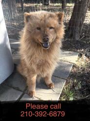 Found/Stray Female Dog last seen Near County Road 949 Rockwall, TX , Rockwall, TX 75087