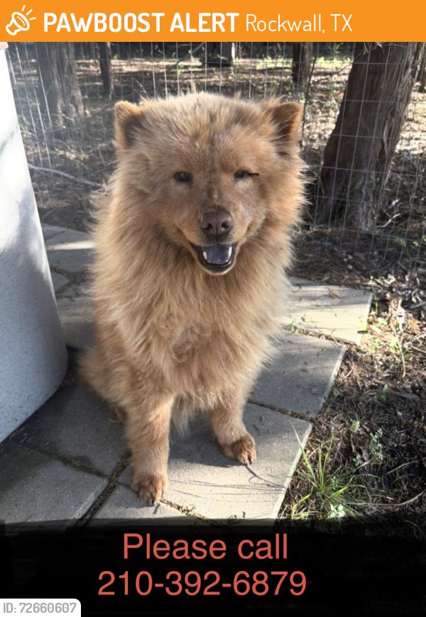 Found/Stray Female Dog last seen Near County Road 949 Rockwall, TX , Rockwall, TX 75087