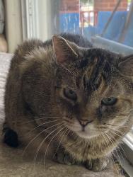 Lost Female Cat last seen Near N. Elston ave,Chicago I. 60630, Chicago, IL 60630