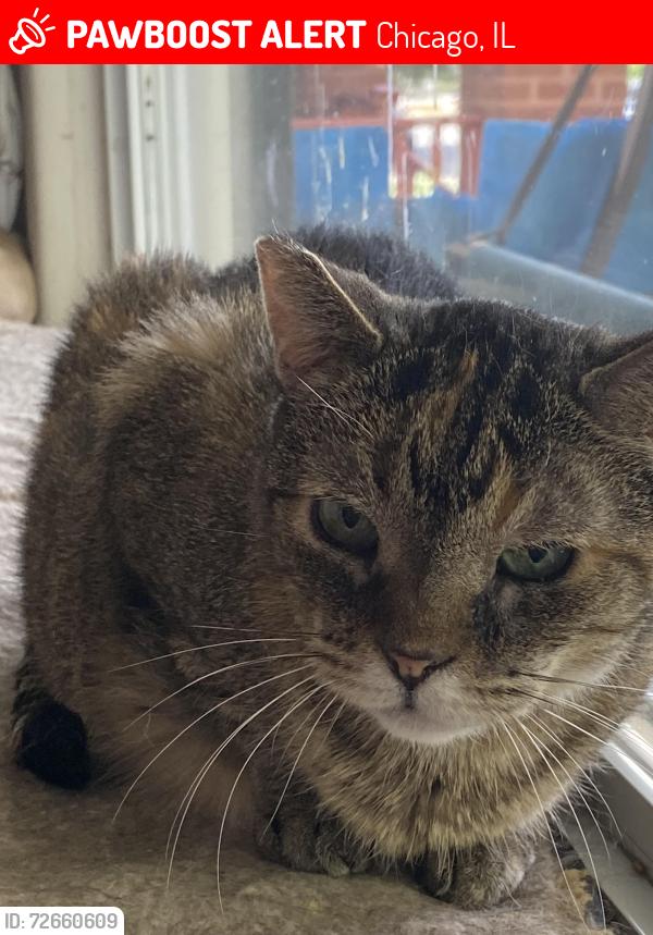 Lost Female Cat last seen Near N. Elston ave,Chicago I. 60630, Chicago, IL 60630