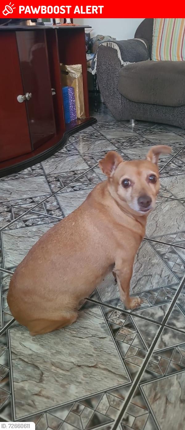 Lost Female Dog last seen Mercado savegnago , Condominio Coronel (Nova Veneza), SP 13180-370