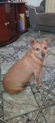 Lost Female Dog last seen Mercado savegnago , Condominio Coronel (Nova Veneza), SP 13180-370