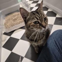 Found/Stray Female Cat last seen Just off Stepney Way, Clichy est , Stepney Green, England E1 3HN