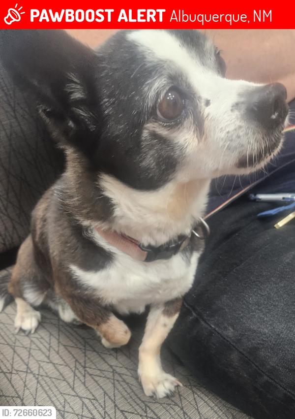 Lost Male Dog last seen 4th and menaul, Albuquerque, NM 87102
