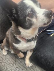 Lost Male Dog last seen 4th and menaul, Albuquerque, NM 87102