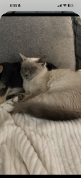 Lost Female Cat last seen Florida Ave Lynn Haven Behind O Reillys, Lynn Haven, FL 32444