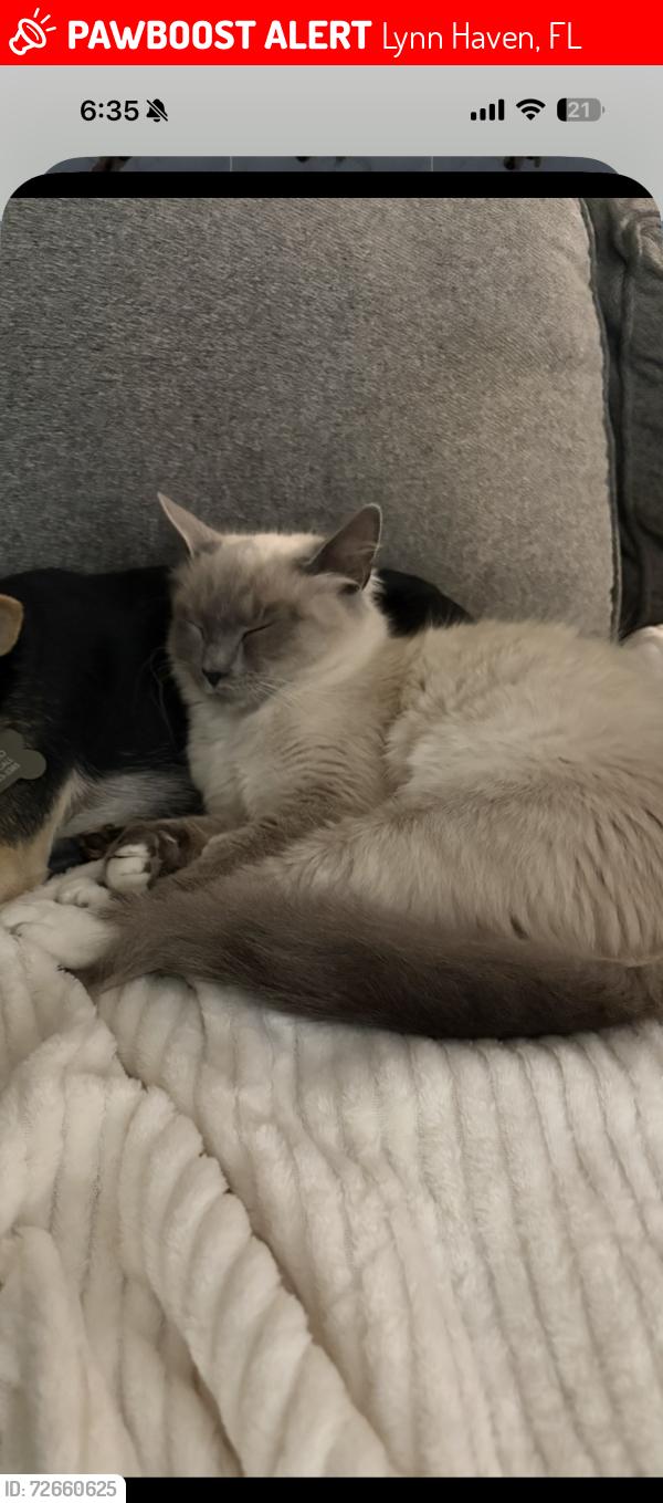 Lost Female Cat last seen Florida Ave Lynn Haven Behind O Reillys, Lynn Haven, FL 32444