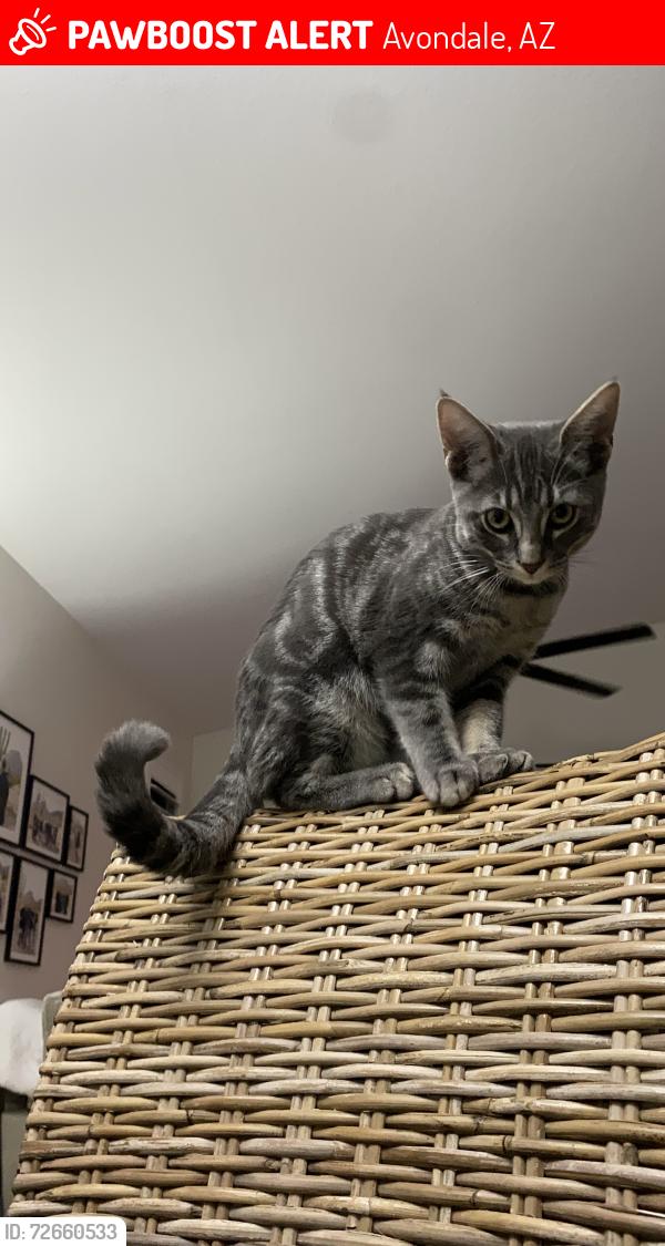 Lost Female Cat last seen 124th ave & W Jackson St, Avondale, AZ 85323