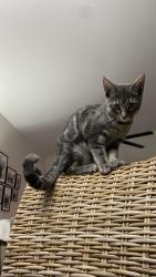 Lost Female Cat last seen 124th ave & W Jackson St, Avondale, AZ 85323