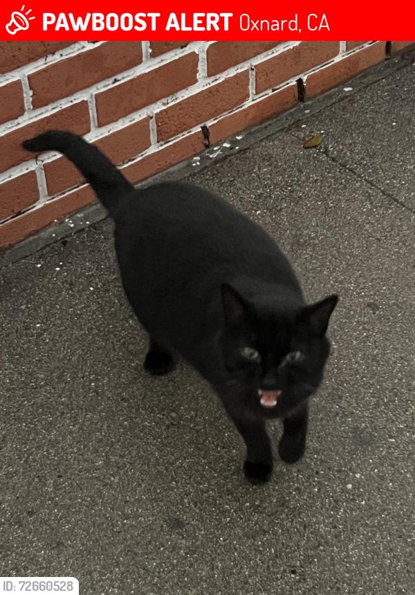 Lost Female Cat last seen Bolker dr , brookside ave, w hemlock st , Oxnard, CA 93035