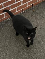 Lost Female Cat last seen Bolker dr , brookside ave, w hemlock st , Oxnard, CA 93035