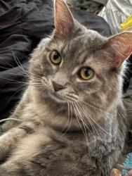 Lost Female Cat last seen Grey/white fur, long whiskers, yellow eyes , Warrenville, IL 60555