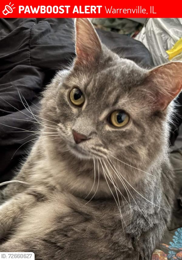 Lost Female Cat last seen Grey/white fur, long whiskers, yellow eyes , Warrenville, IL 60555