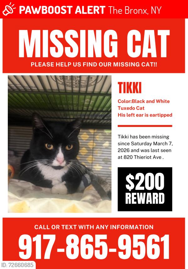 Lost Male Cat last seen Leland , The Bronx, NY 10473