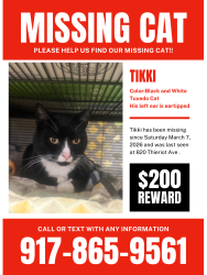 Lost Male Cat last seen Leland , The Bronx, NY 10473