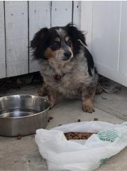 Lost Male Dog last seen near avalon and grace , Carson, CA 90746