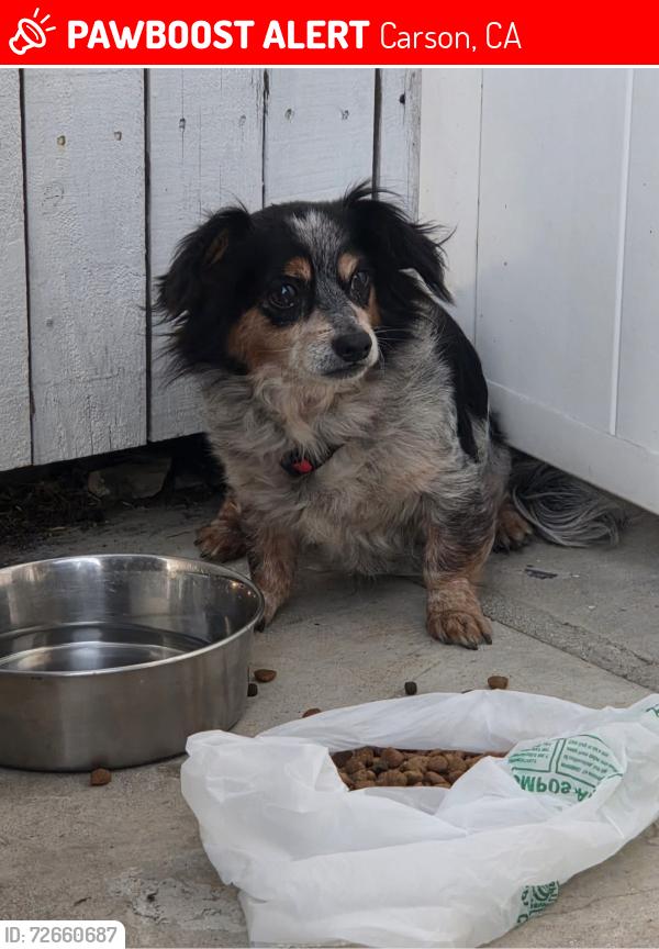 Lost Male Dog last seen near avalon and grace , Carson, CA 90746