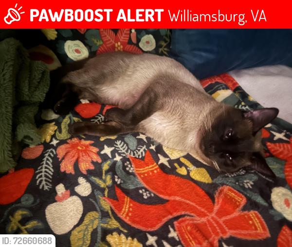 Lost Male Cat last seen Custis Drive and Stewart Drive, Williamsburg, VA 23185