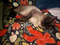 Lost Male Cat last seen Custis Drive and Stewart Drive, Williamsburg, VA 23185