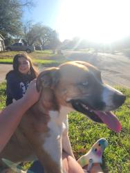Found/Stray Female Dog last seen PepperTree Lane, Fort Worth, TX 76108