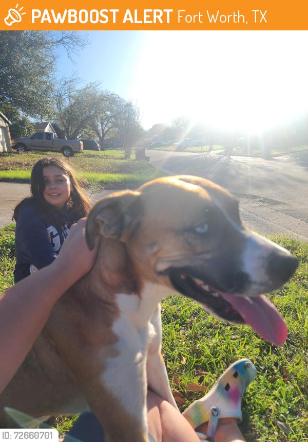 Found/Stray Female Dog last seen PepperTree Lane, Fort Worth, TX 76108