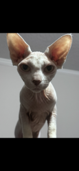 Lost Female Cat last seen Starlight Drive, Marietta, GA 30060