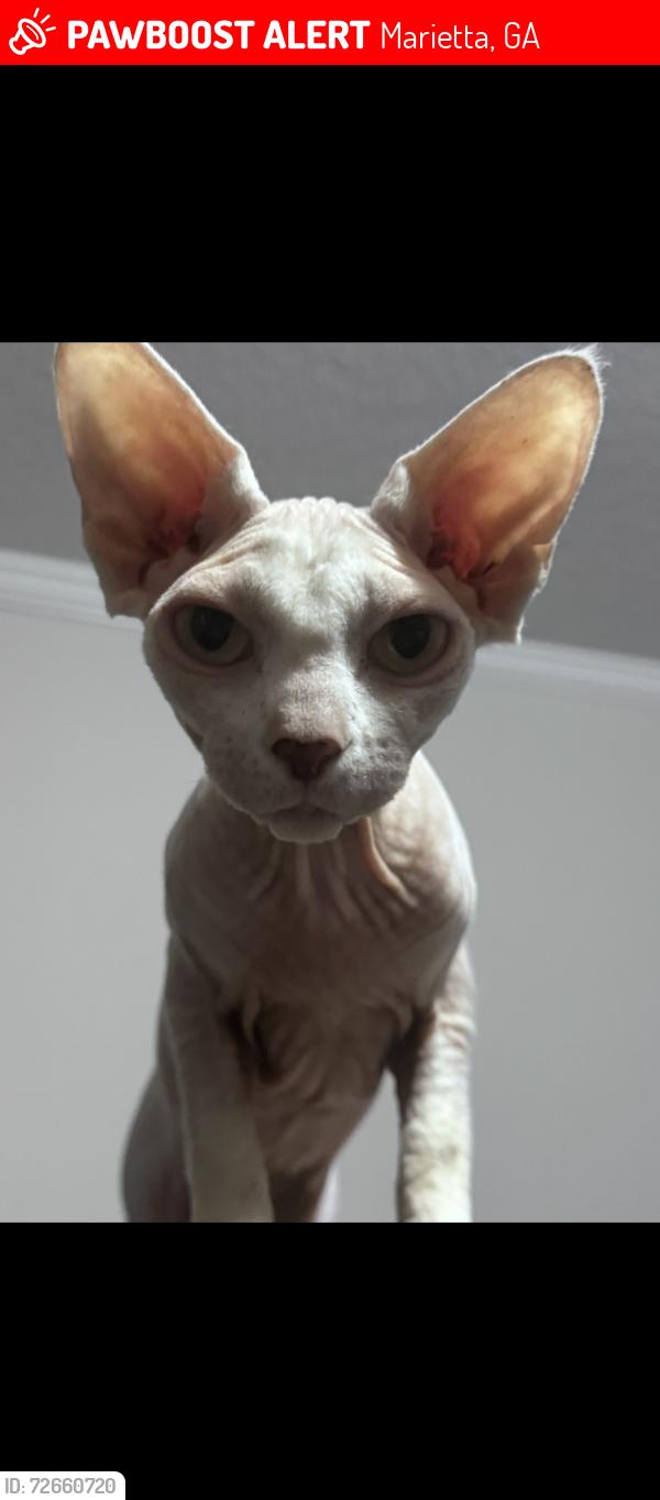 Lost Female Cat last seen Starlight Drive, Marietta, GA 30060