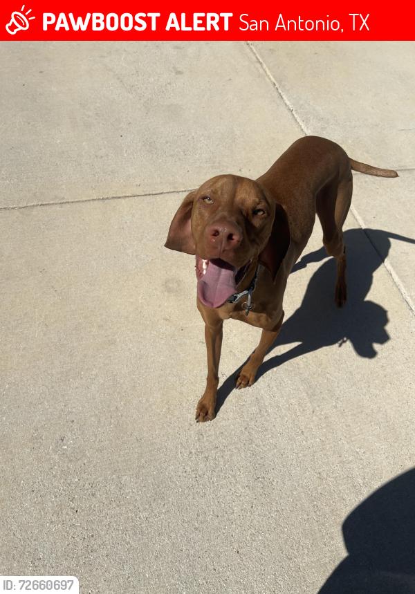 Lost Male Dog last seen Ash Village & Sugarloaf, San Antonio, TX 78245