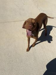 Lost Male Dog last seen Ash Village & Sugarloaf, San Antonio, TX 78245