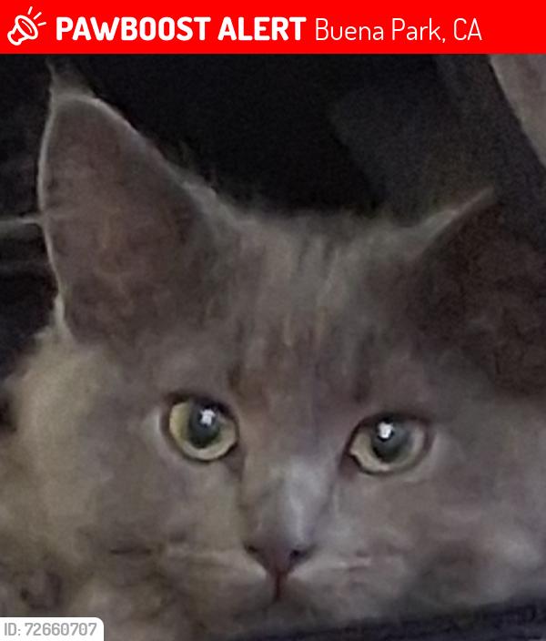 Lost Female Cat last seen MOTEL 6  LaPalma & Beach Blvd., Buena Park, CA 90620