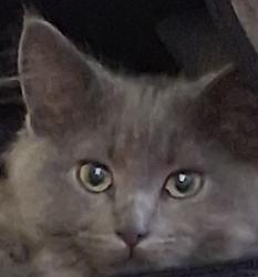 Lost Female Cat last seen MOTEL 6  LaPalma & Beach Blvd., Buena Park, CA 90620