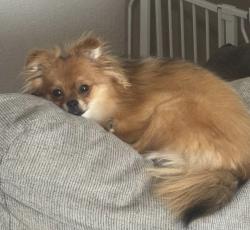 Lost Female Dog last seen Secretariat drive, Windcrest, Killeen, TX 76549
