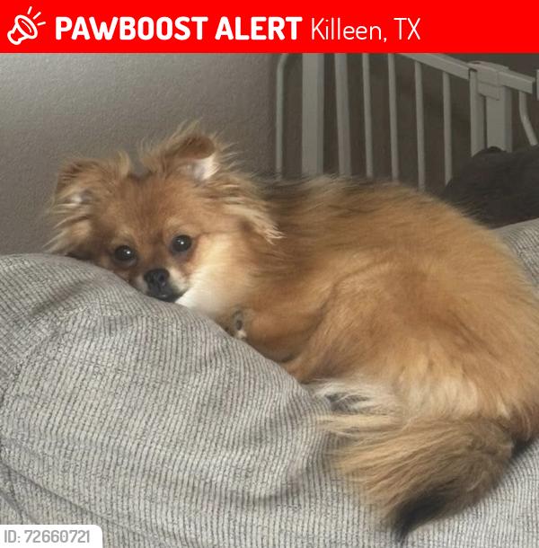 Lost Female Dog last seen Secretariat drive, Windcrest, Killeen, TX 76549