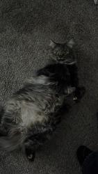 Lost Female Cat last seen El Norte parkway, Broadway and Centre city parkway , Escondido, CA 92026