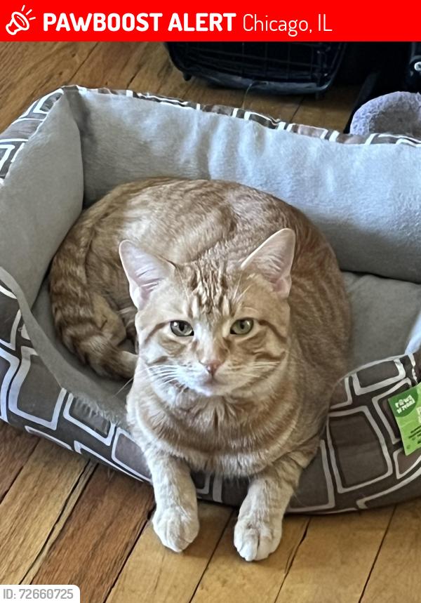 Lost Male Cat last seen Deming And Lockwood , Chicago, IL 60639