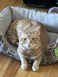 Lost Male Cat last seen Deming And Lockwood , Chicago, IL 60639