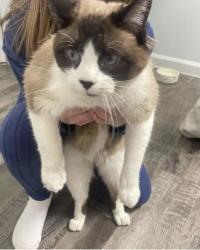 Found/Stray Male Cat last seen My car hood 😭😭, Springfield, IL 62711